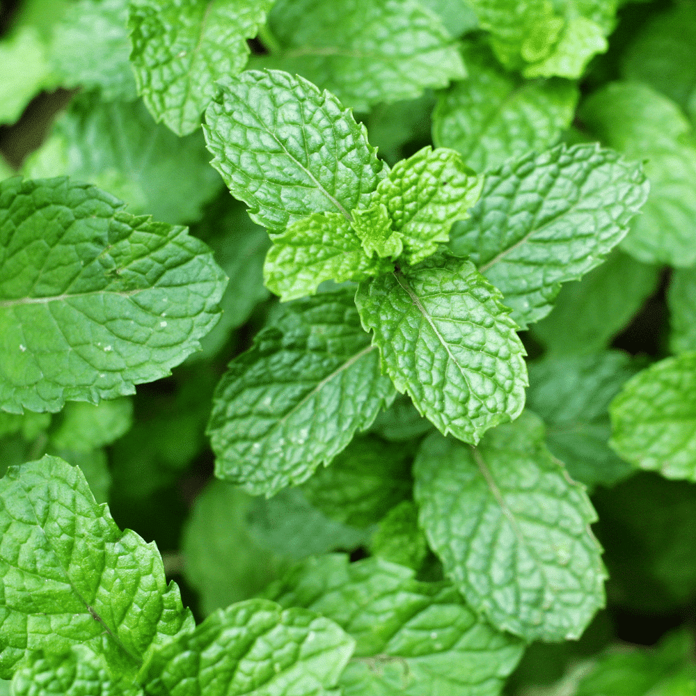 Minzwasser – Bild 2