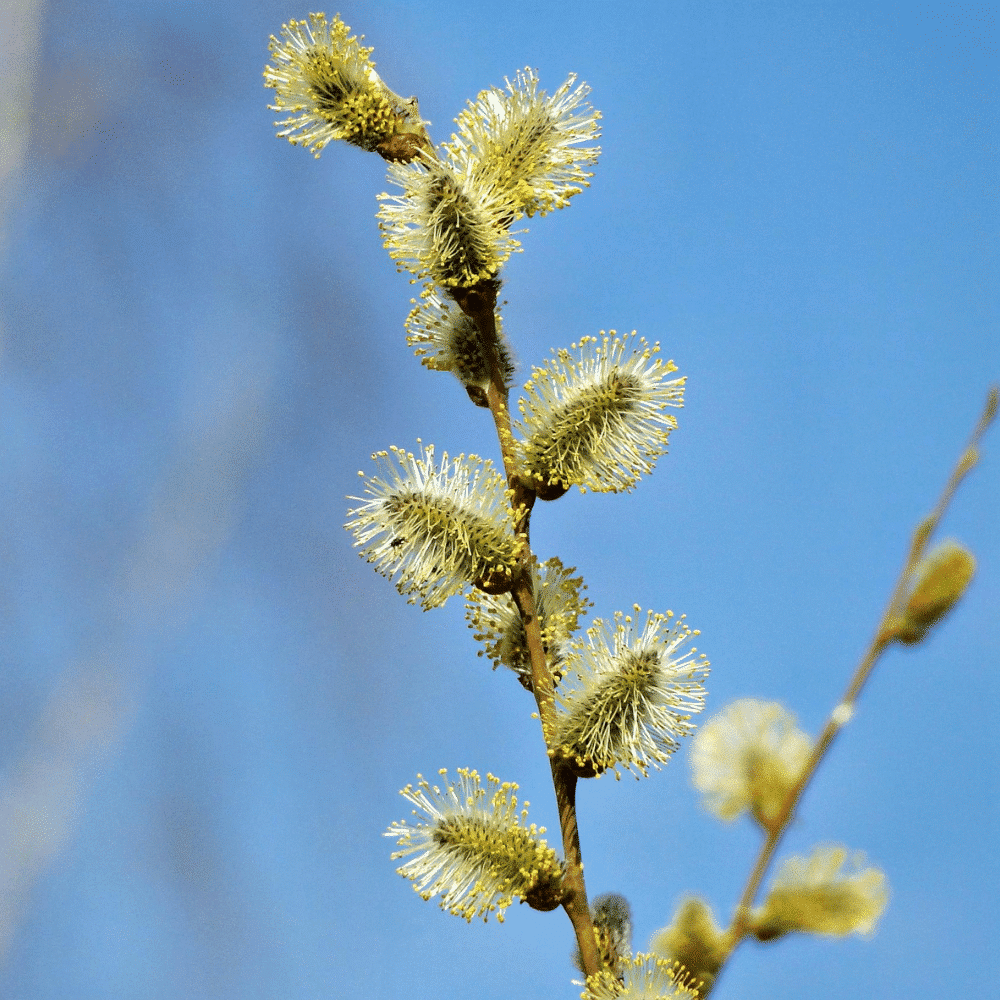 Willow Flower Distillate - Image 2