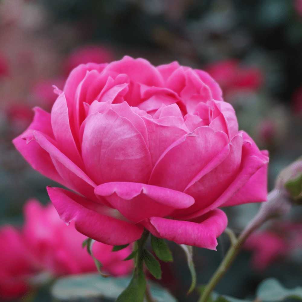 گلاب - تصویر 2