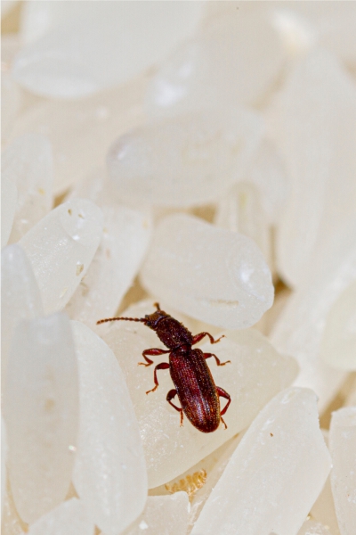 Using Salt to Prevent Pests