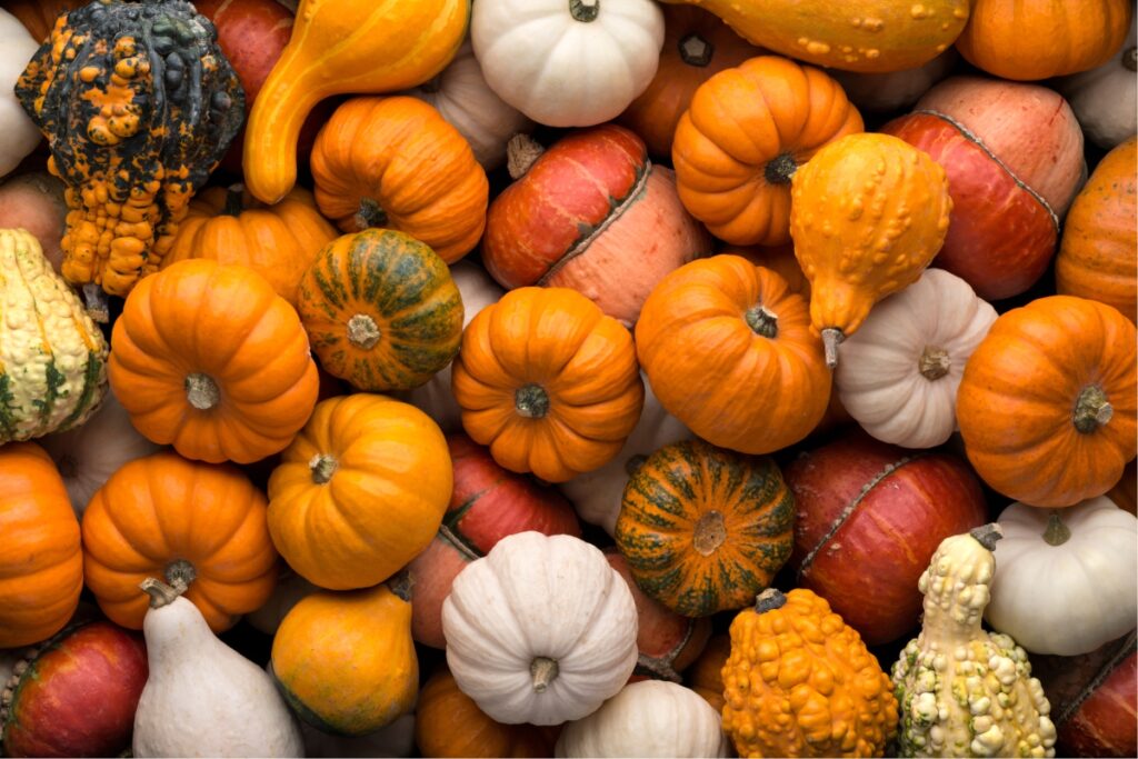 What Can We Make with Pumpkin