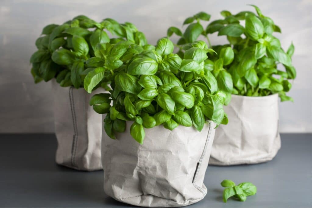 Three small paper bags containing vibrant green basil plants