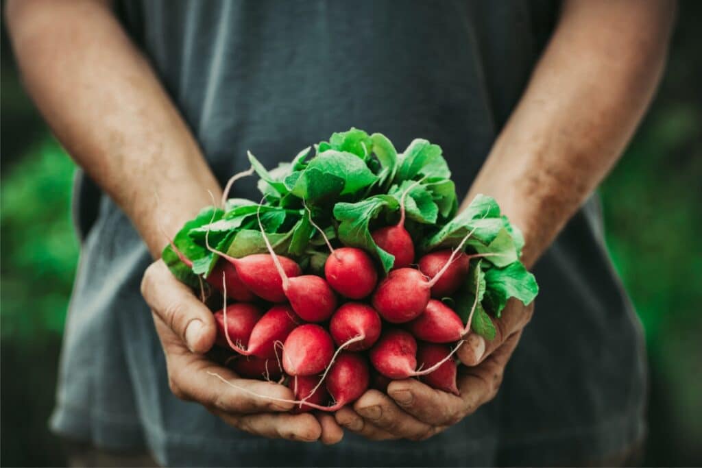 The hands of someone who has harvested radishes.