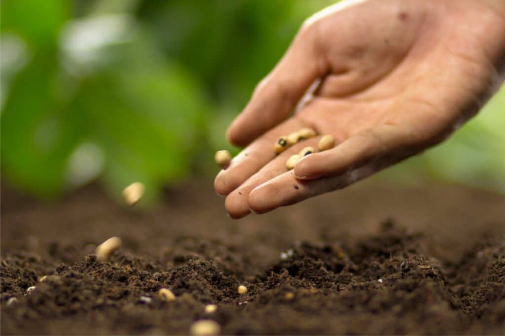 A person holds seeds in their hand