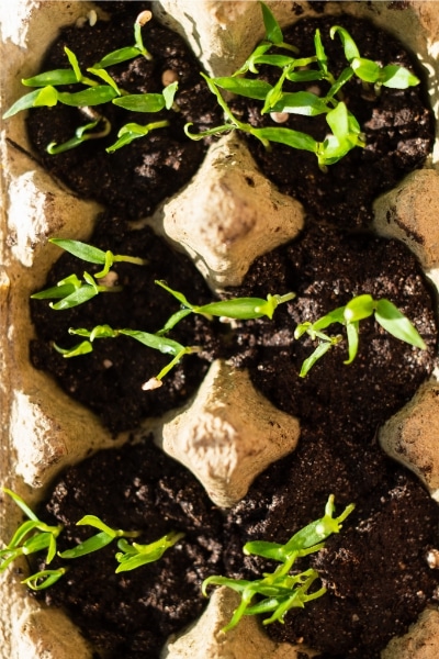 A collection of seedlings planted in egg cartons