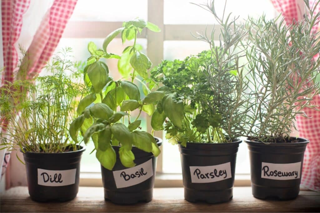 Four pots of various herbs arranged neatly on a sunlit window sill, showcasing vibrant green foliage.