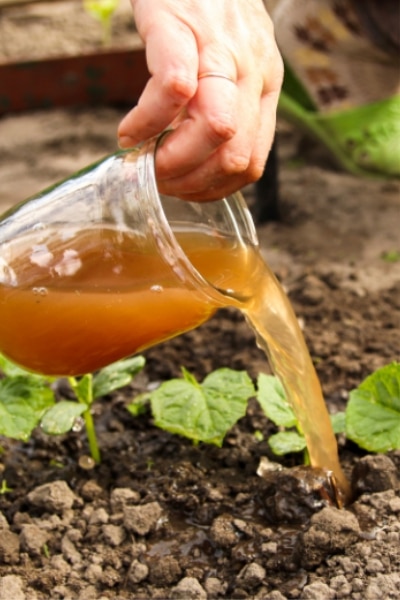 A person pouring water from a container into a garden bed filled with plants and soil.